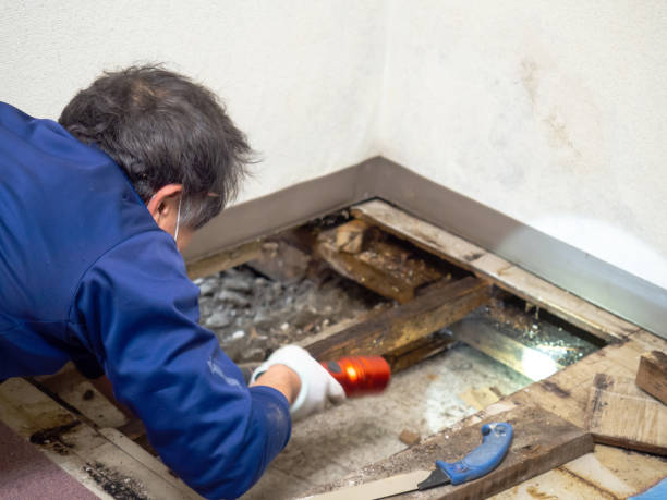 Home Mold Removal in Annandale, VA
