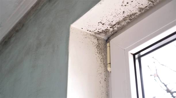 Best Fast Mold Removal  in Annandale, VA