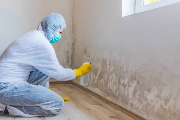 Certified Mold Removal in Annandale, VA