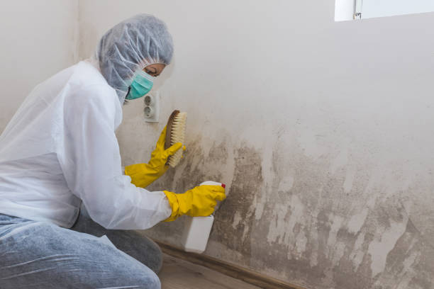 Reliable Annandale, VA Mold Removal Solutions