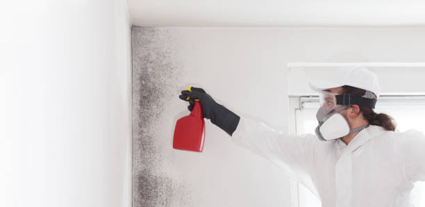 Best Certified Mold Removal  in Annandale, VA