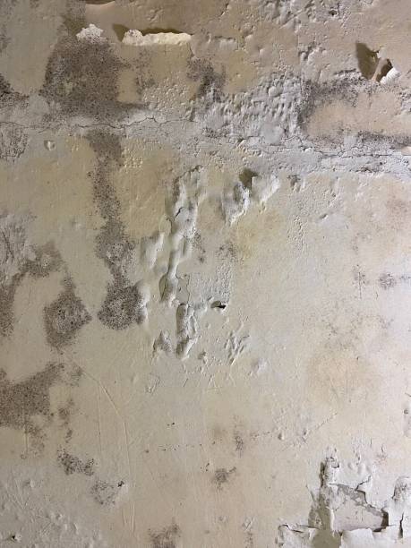 Best Mold Damage Repair  in Annandale, VA