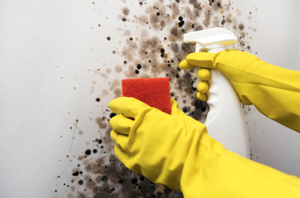 Best Mold Remediation Experts  in Annandale, VA