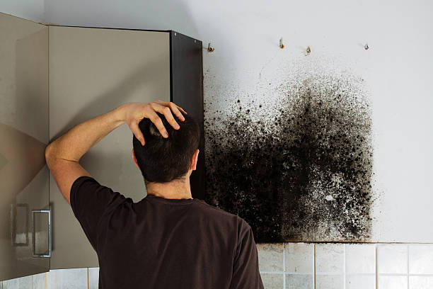 Best Professional Mold Removal  in Annandale, VA