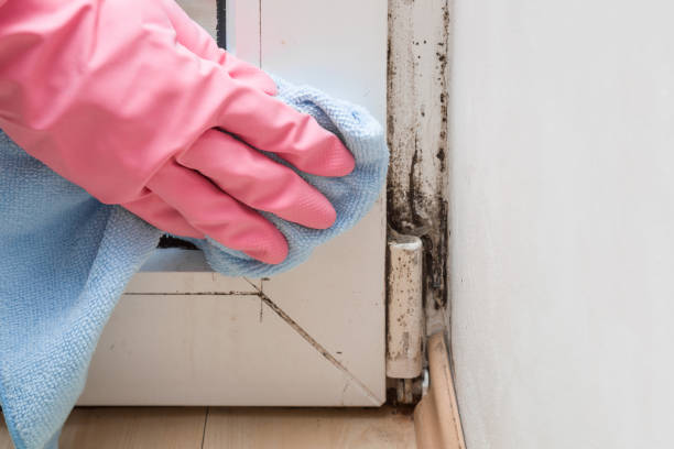 Best Attic Mold Removal  in Annandale, VA